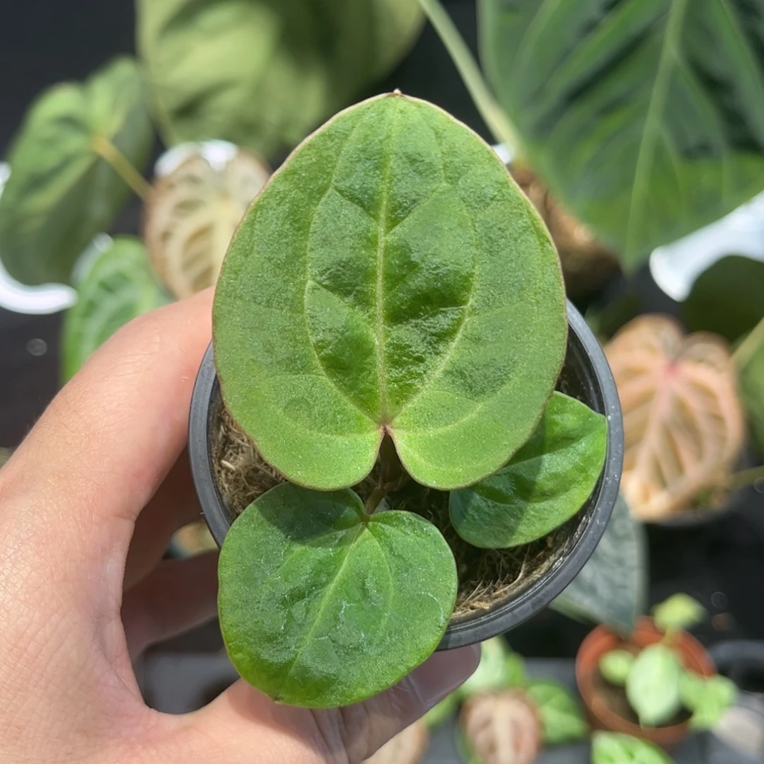 不开花植物kos黑桃王牌