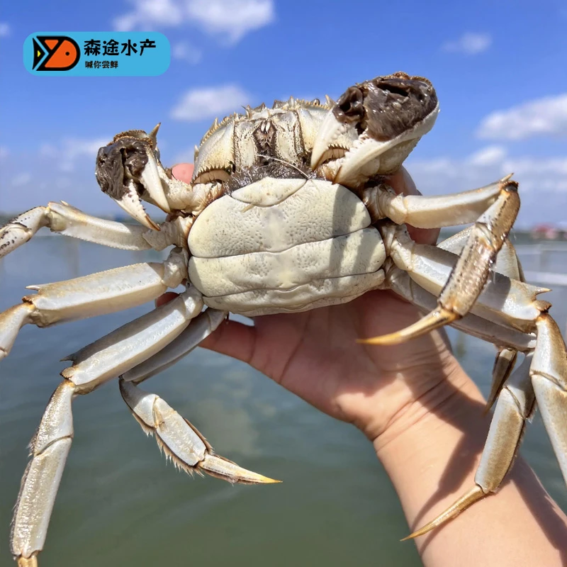 【活蟹】鲜级佳母蟹10只2.4-2.6两 88688黄河口大闸蟹专属链接
