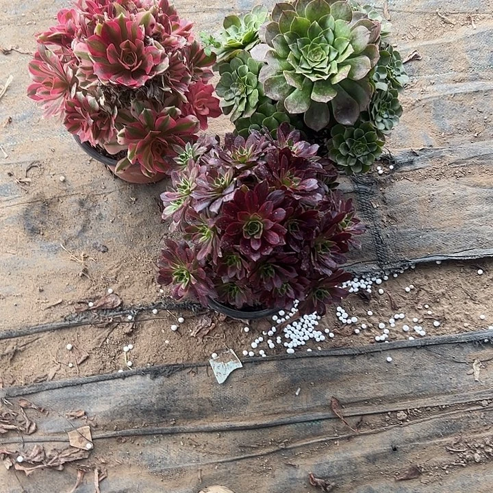 一单包邮不包侧枝72