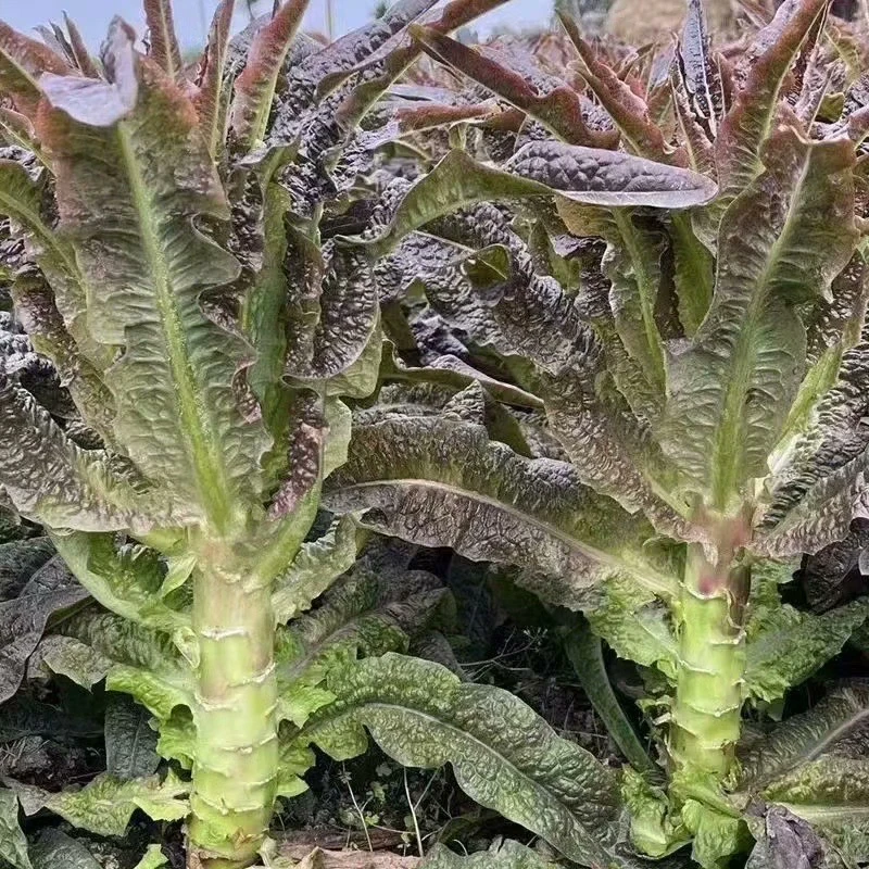 湖北露天红叶香莴笋3斤5斤包邮