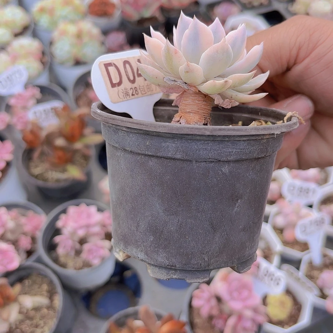 D043皮是锦一物一拍