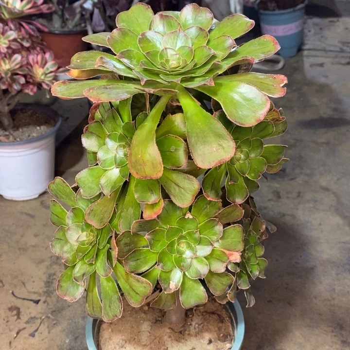 拉丝锦多肉植物5。