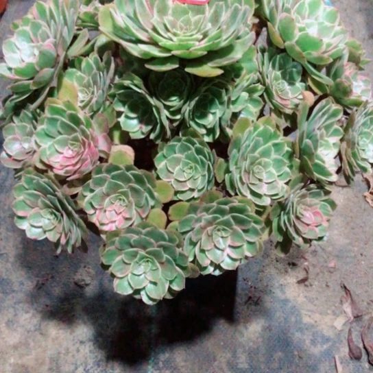 半***过无花朵万五彩法师多肉植物58花