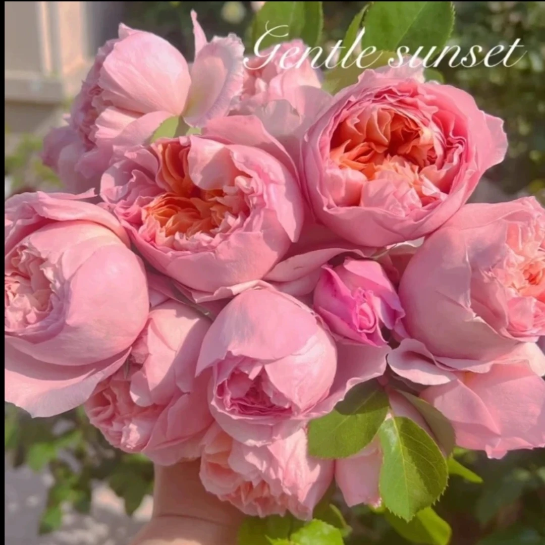 舍农索女人 新品 四季大花浓香爬藤月季花苗