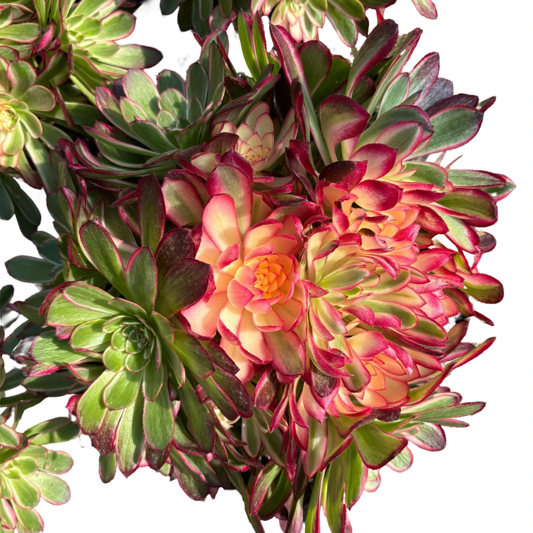 法师大棚基地直发，一物一拍不包断侧枝，非偏远满28包邮，多肉植物