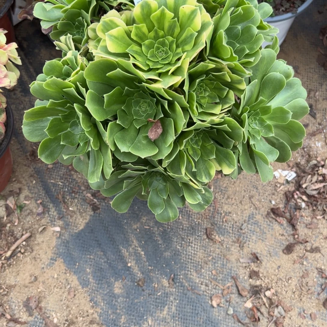 766七彩琉璃多肉植物法师