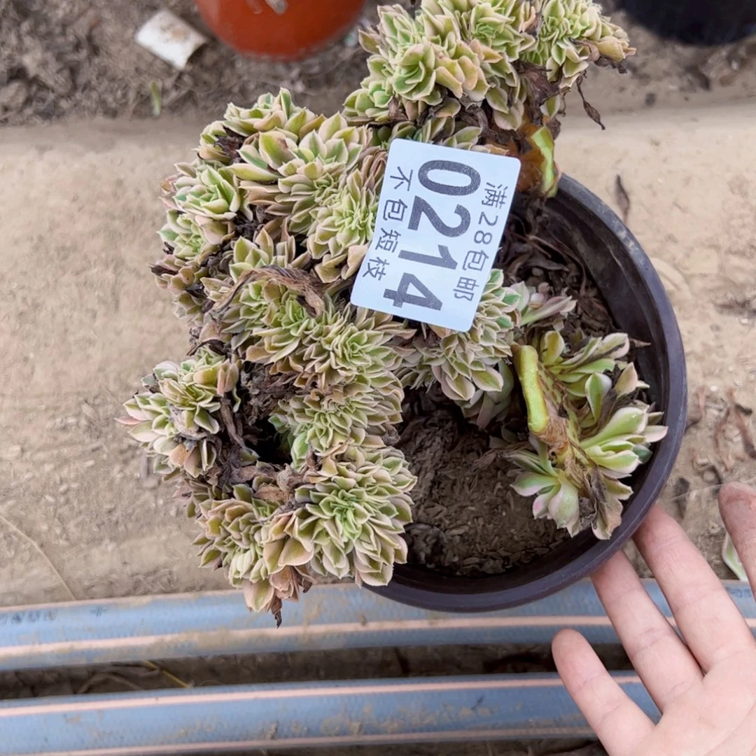 有断枝法师多肉植物0214