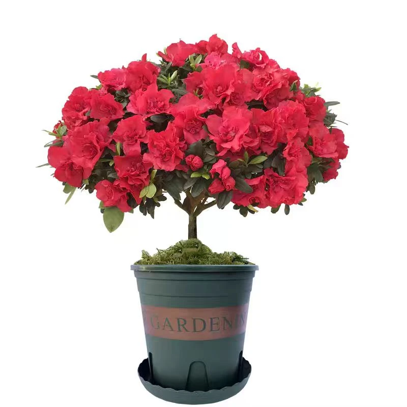 红宝石杜鹃花名贵品种好养易活独杆带花苞原盆原土发货