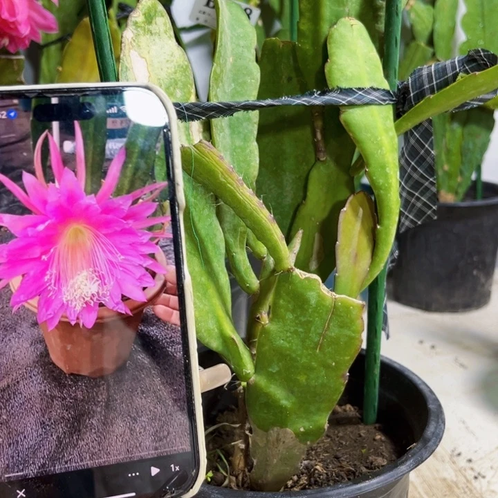 当前无花栽培后可以开花48