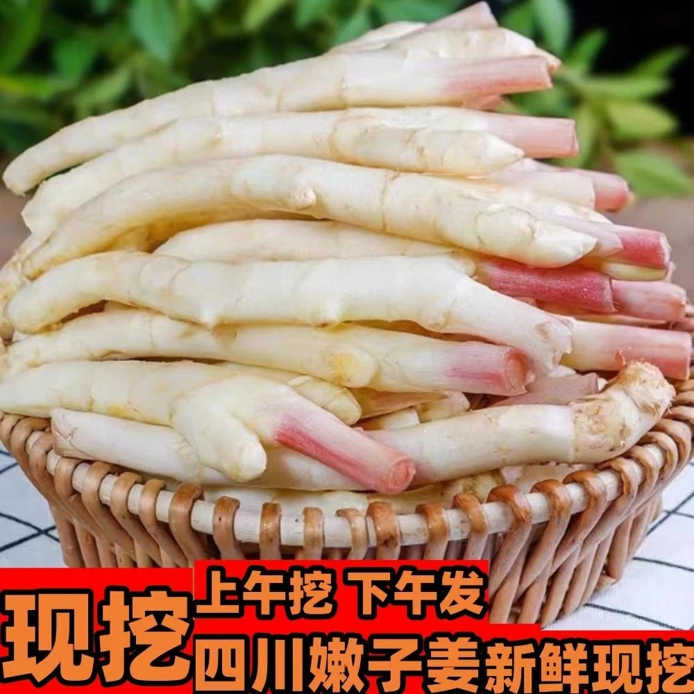 嫩姜8斤新鲜仔姜红芽版姜嫩姜现挖现发新鲜蔬菜四川现挖嫩姜子姜仔姜