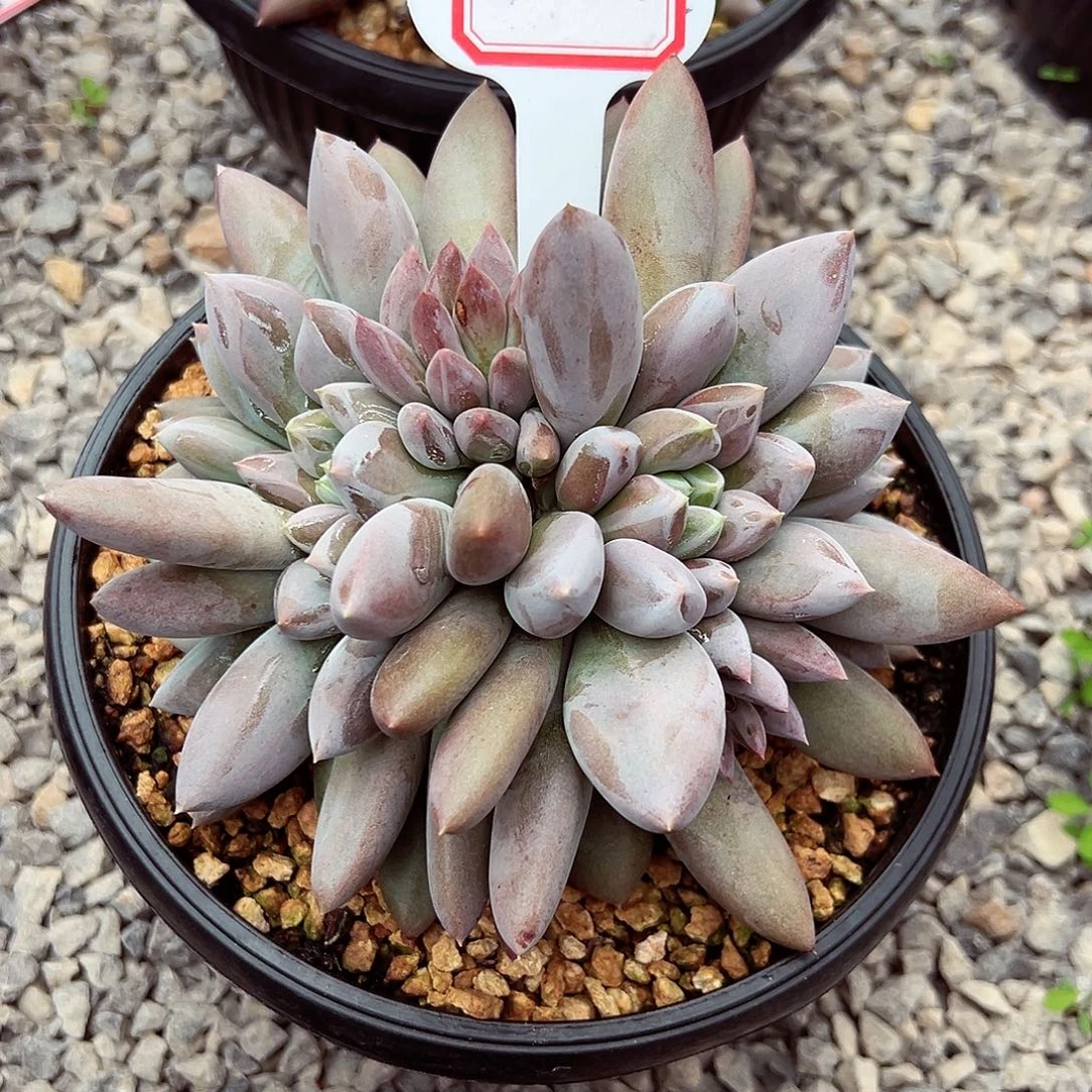 0829-81焦糖哥特萝莉