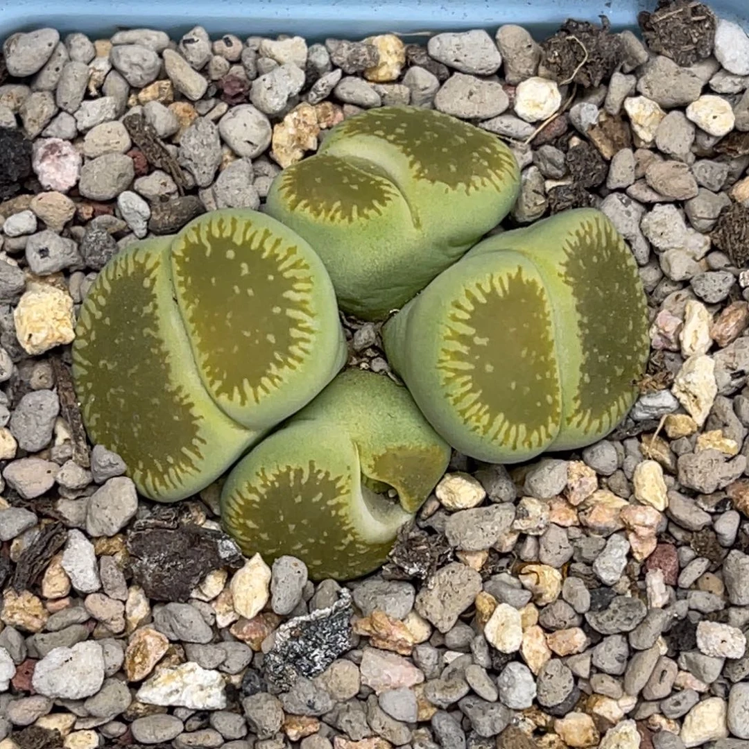 1565绿光阳群生4头