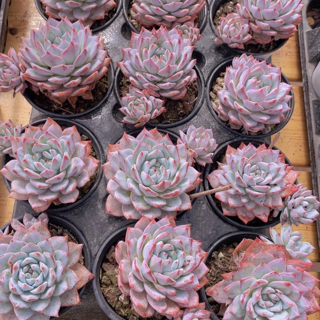 406号 韩版粉蓝鸟飘枝一个