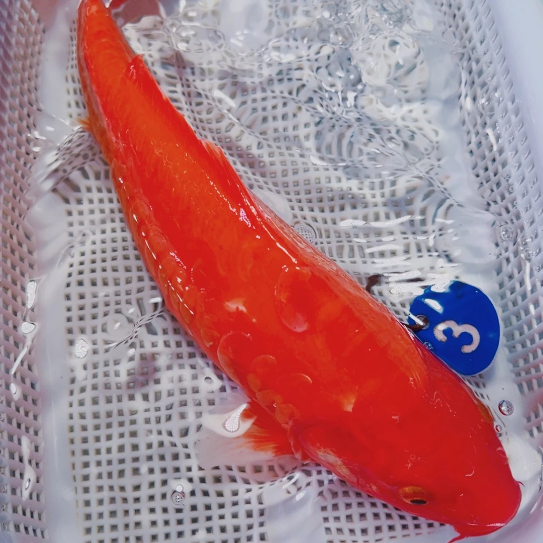 海水鱼锦鲤观赏鱼3