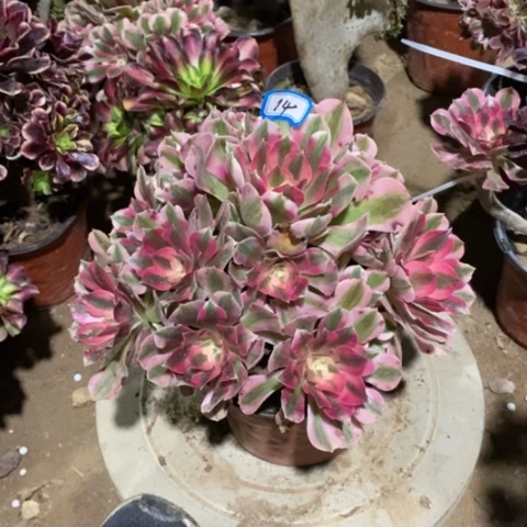 粉女巫缀一物一拍