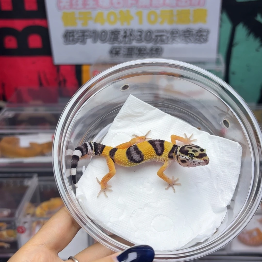 豹纹守宫设计者妹妹V6