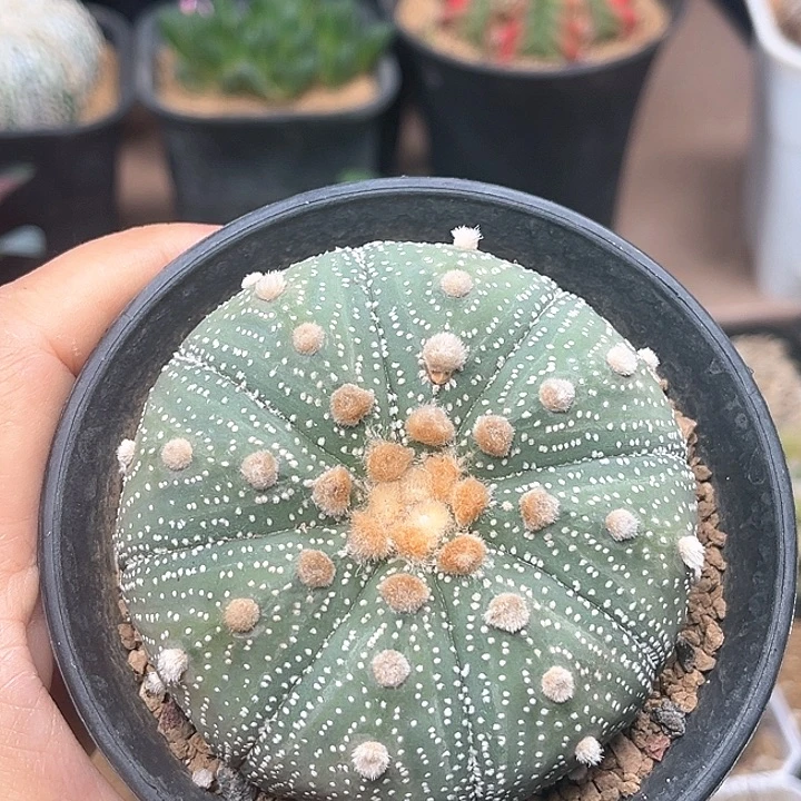 赤花兜实生球一颗