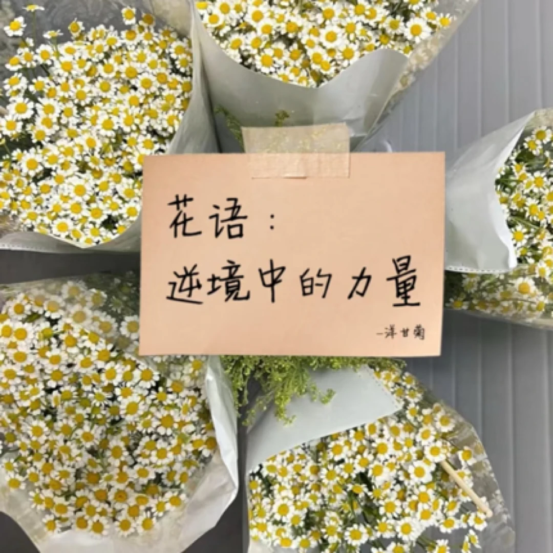 【洋甘菊】洋甘菊多头装 家庭鲜花居家插瓶鲜花