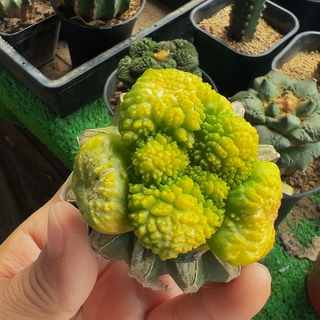 仁***水无花朵大有哥斯拉牡丹锦226