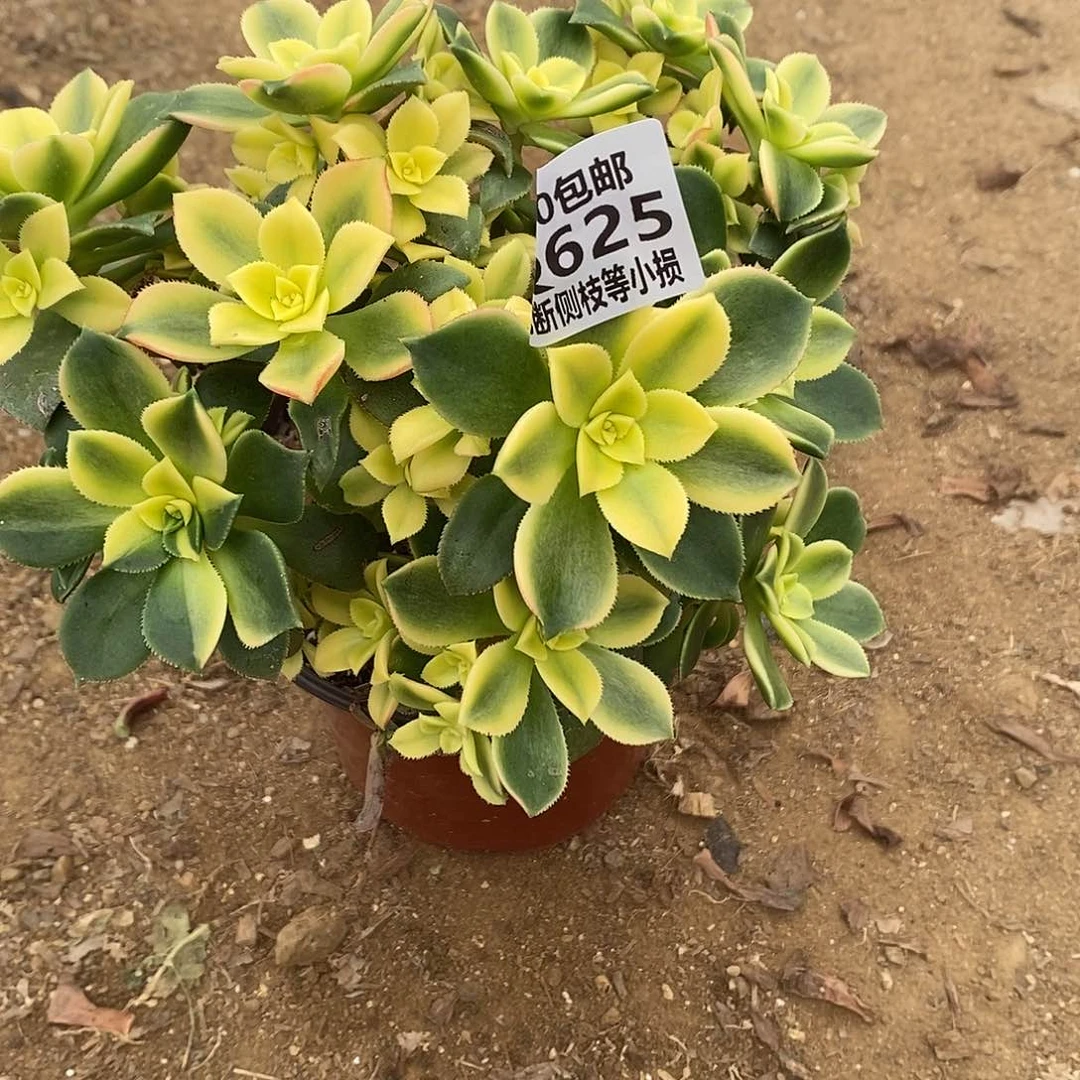 625艳日辉多肉法师锦