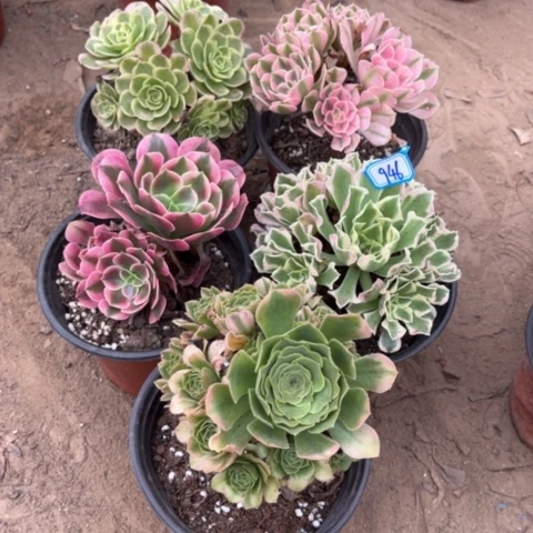 946多肉植物组合，