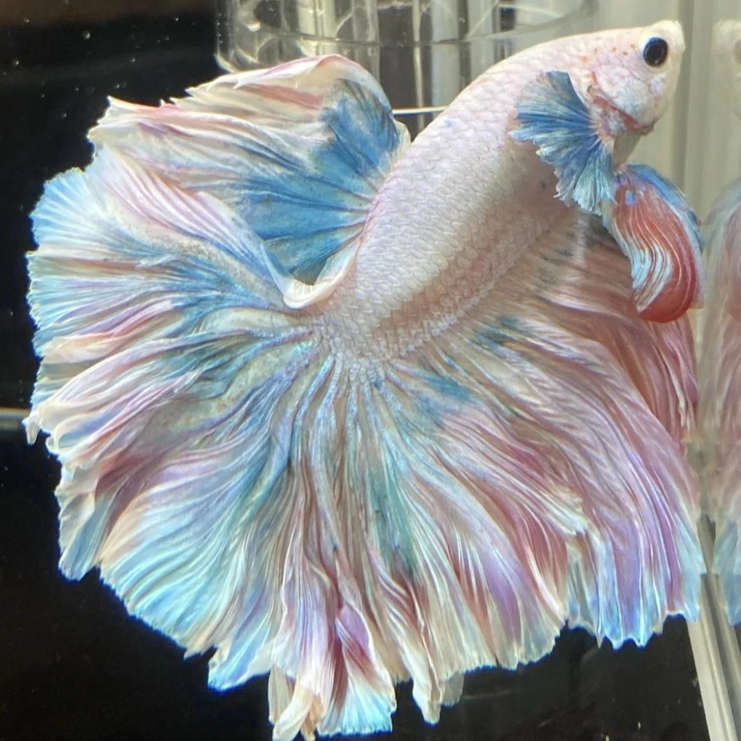 C18（409-432）泰国斗鱼活体精品小型观赏鱼热带鱼（直播间选鱼）