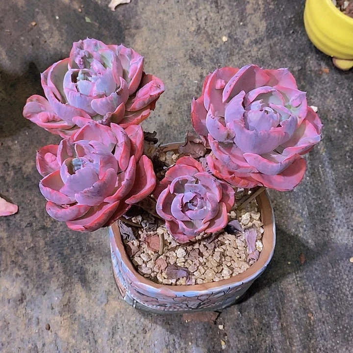 S***a雨滴锦多肉植物群