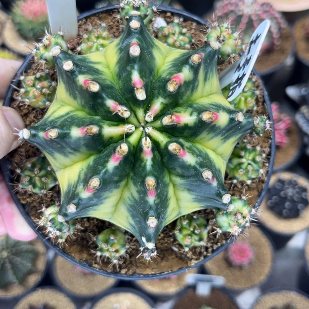 柠檬岛出侧芽———————-