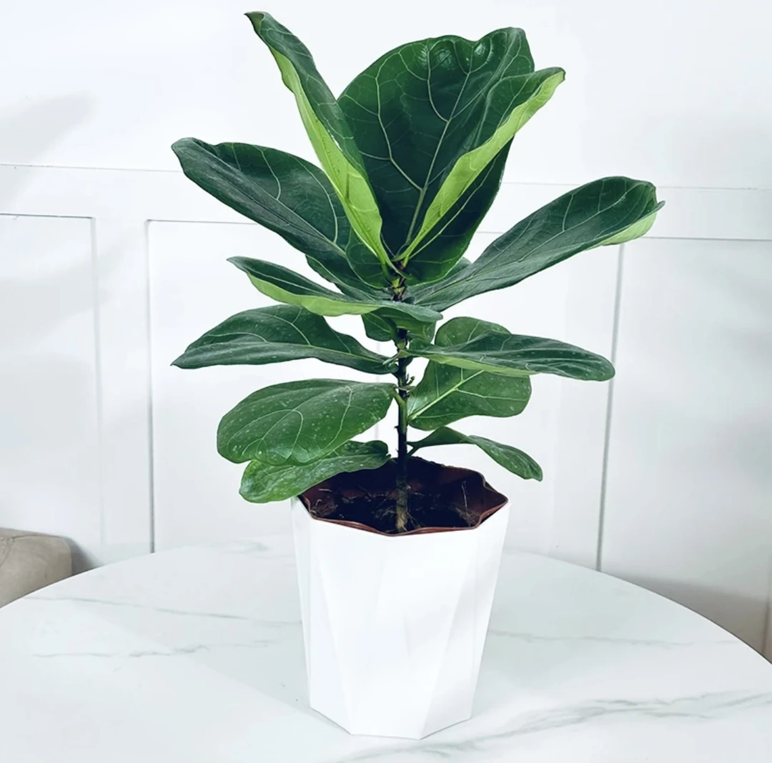 【四季好养】琴叶榕盆栽招财纳福植物客厅办公室绿植盆景