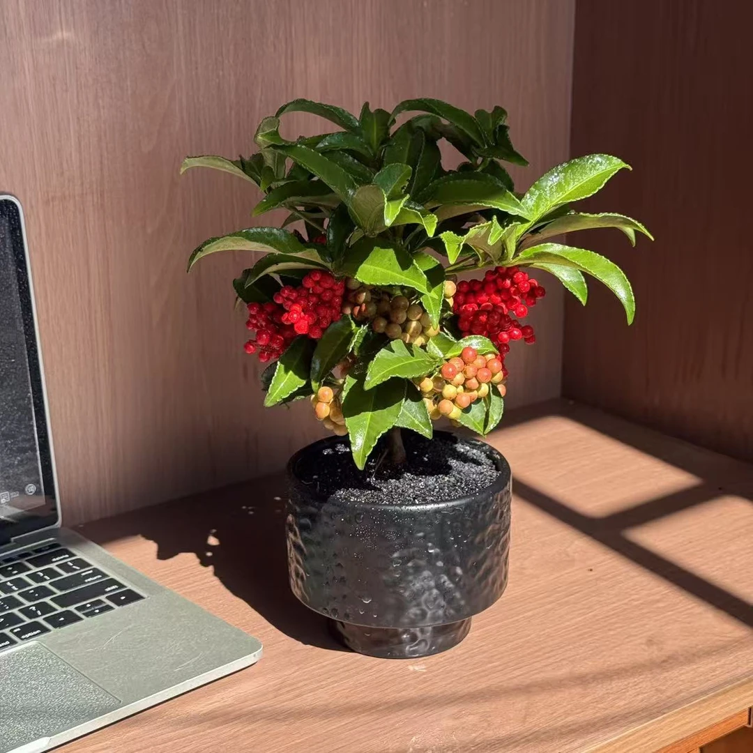 富贵籽盆栽室内绿植办公室桌面摆件网红ins风迷你绿植花卉