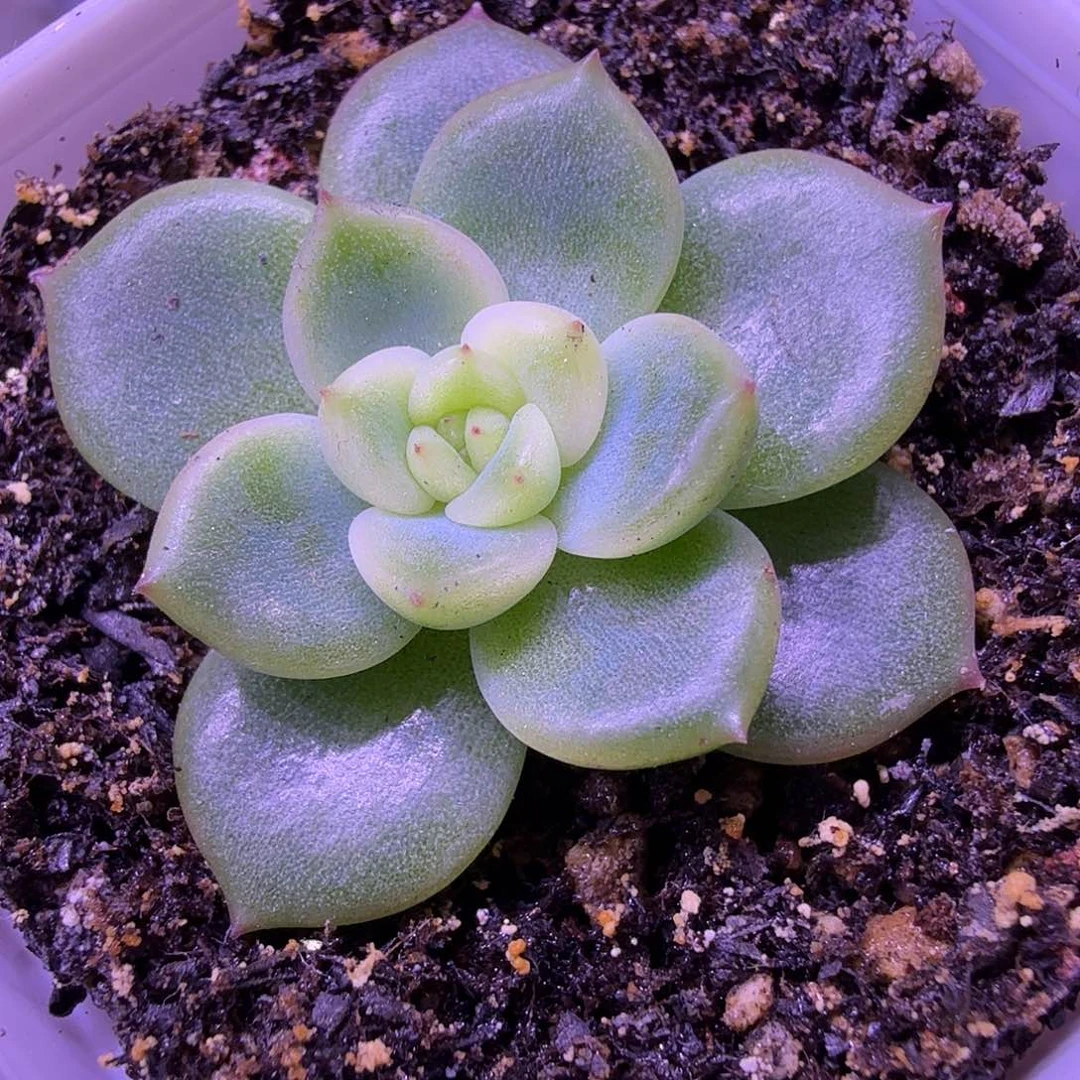 末思量叶插苗一物一拍