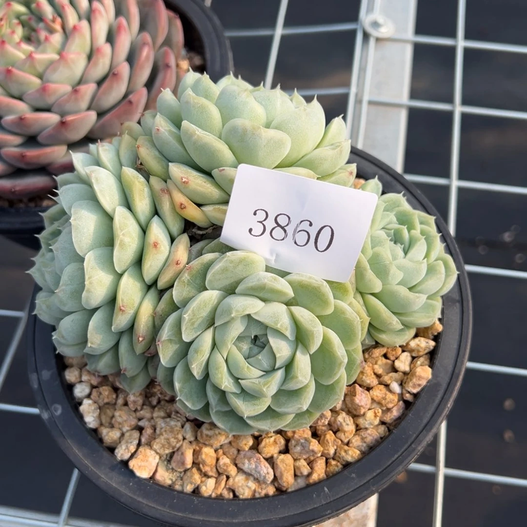 绮****师3860多肉呢多多多多多