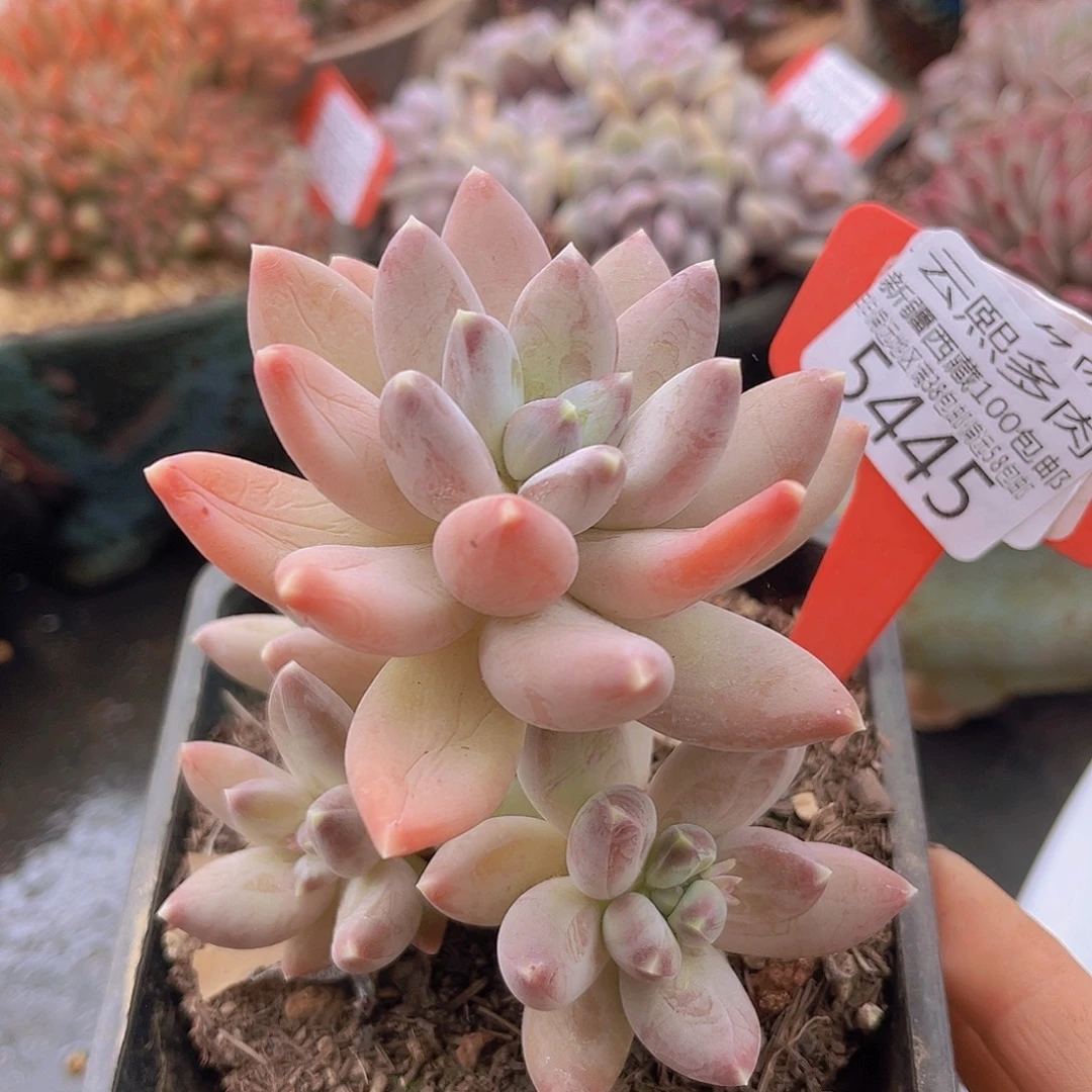 5445星空美人多肉植物