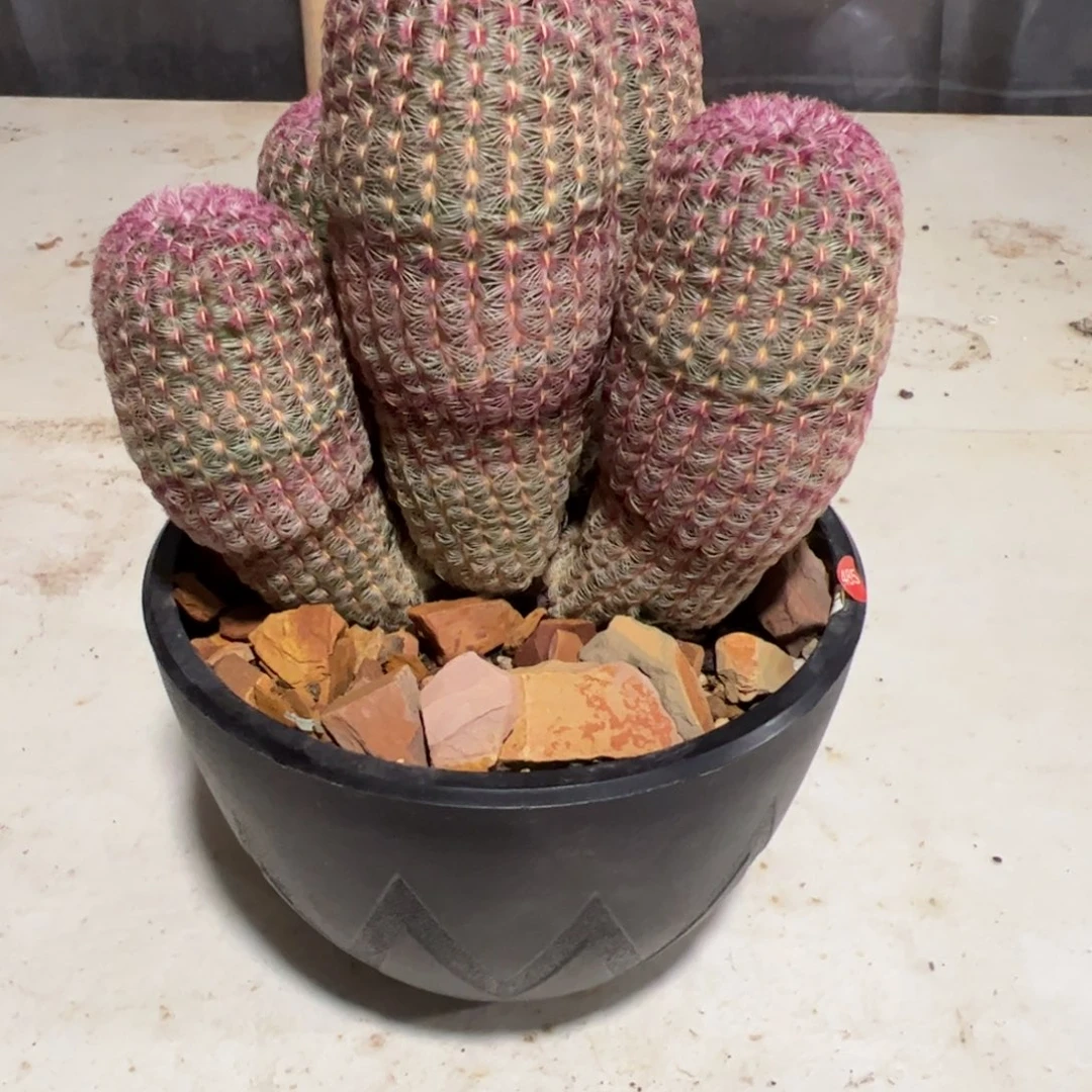 _***东红太阳群一物一拍脱土发