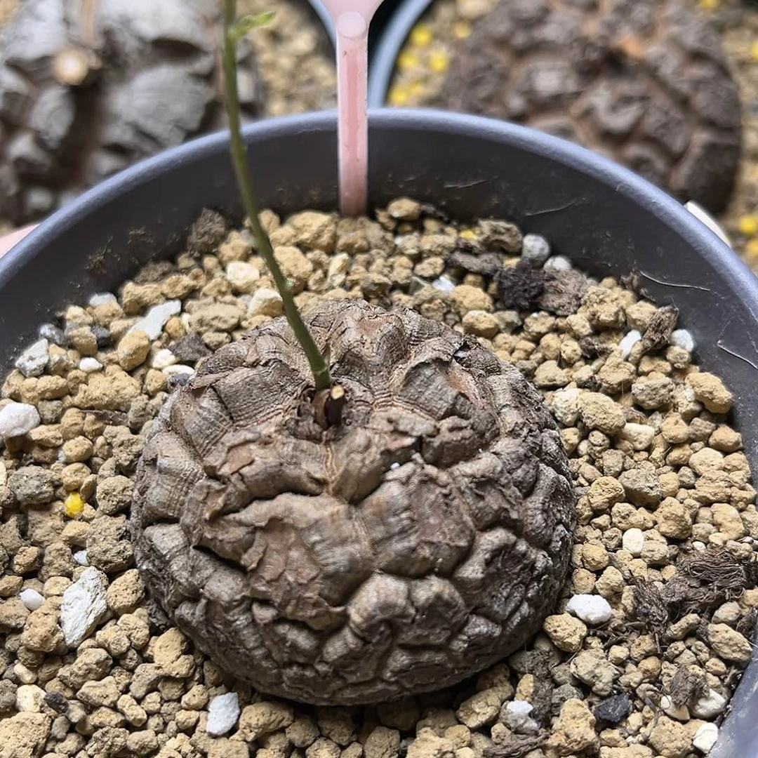 ｔ**ｇ677龟甲龙123456