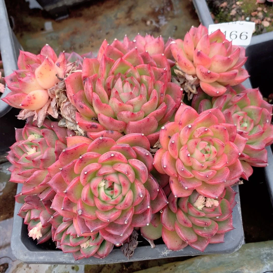 8466杂交多肉植物基地