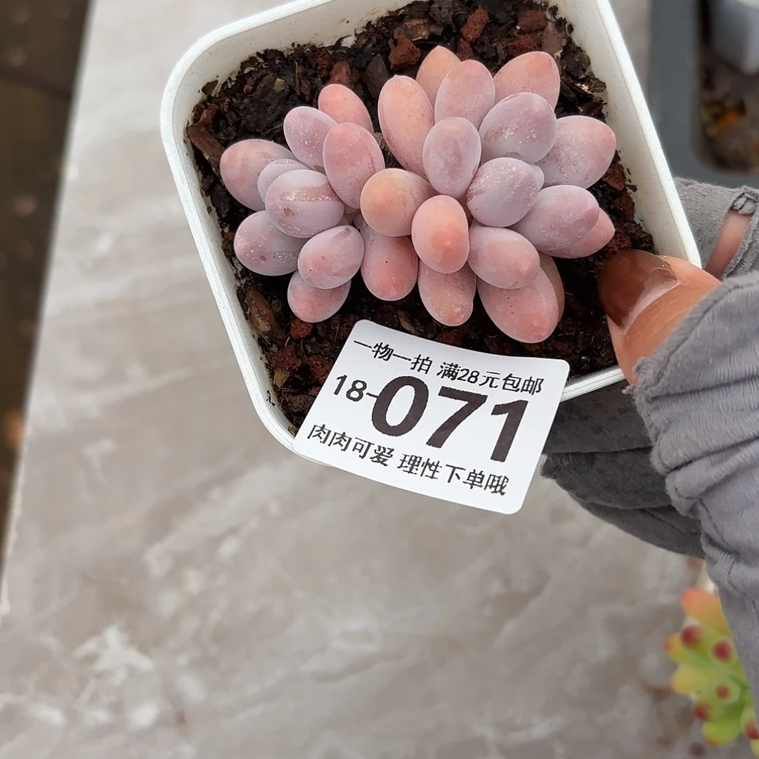 汤圆无盆土发货无