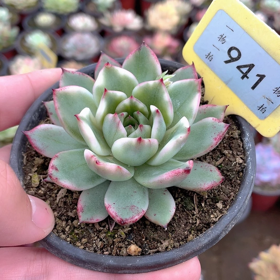 941号落雁锦多肉植物