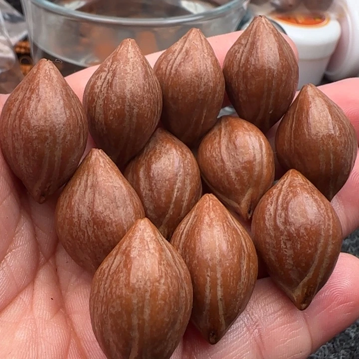 橄榄核手串橄榄核原皮铁盒三面佛