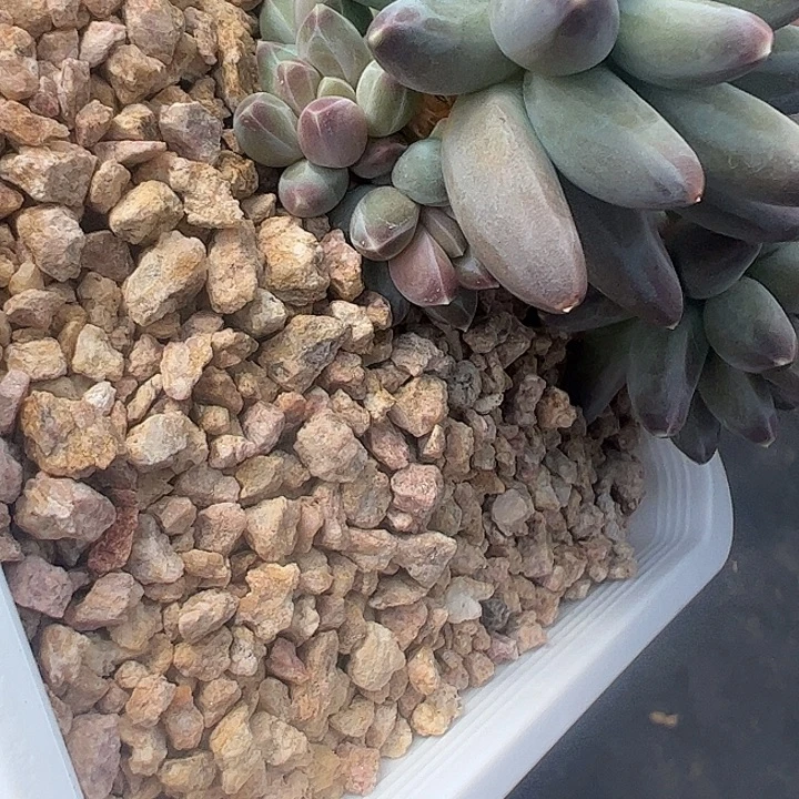 伊卡鲁斯自然群111