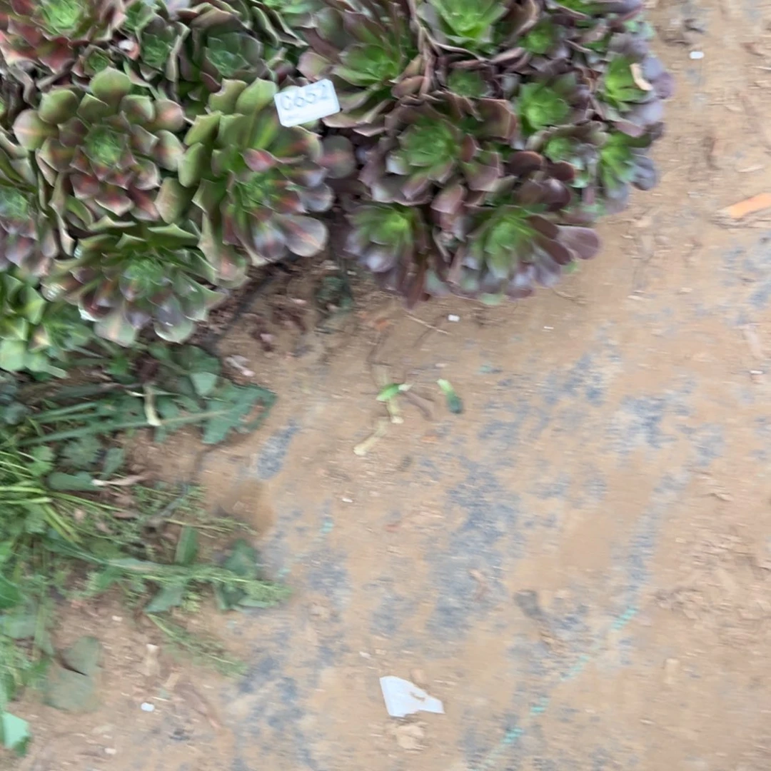 唯***羽652两颗组合多肉植物