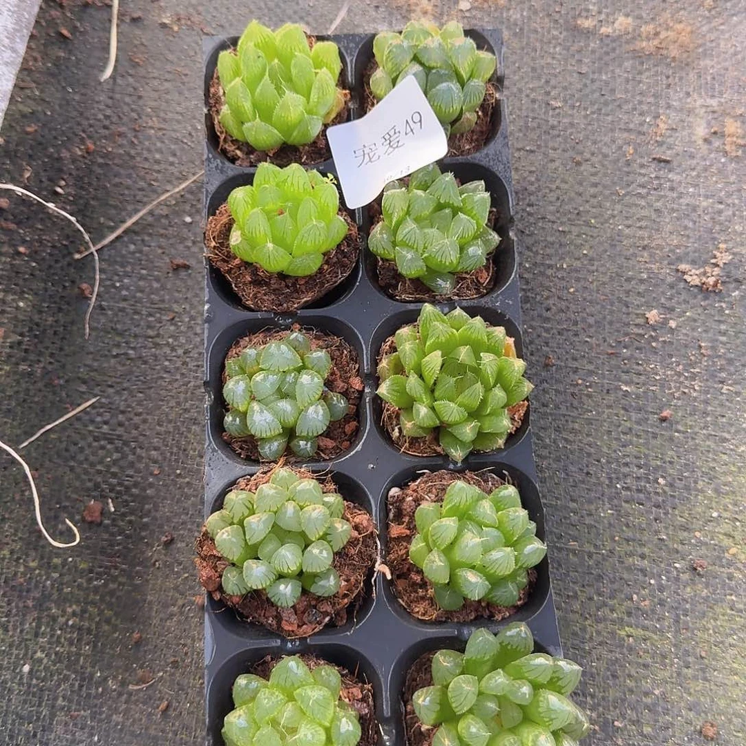 直播福利一物一拍49
