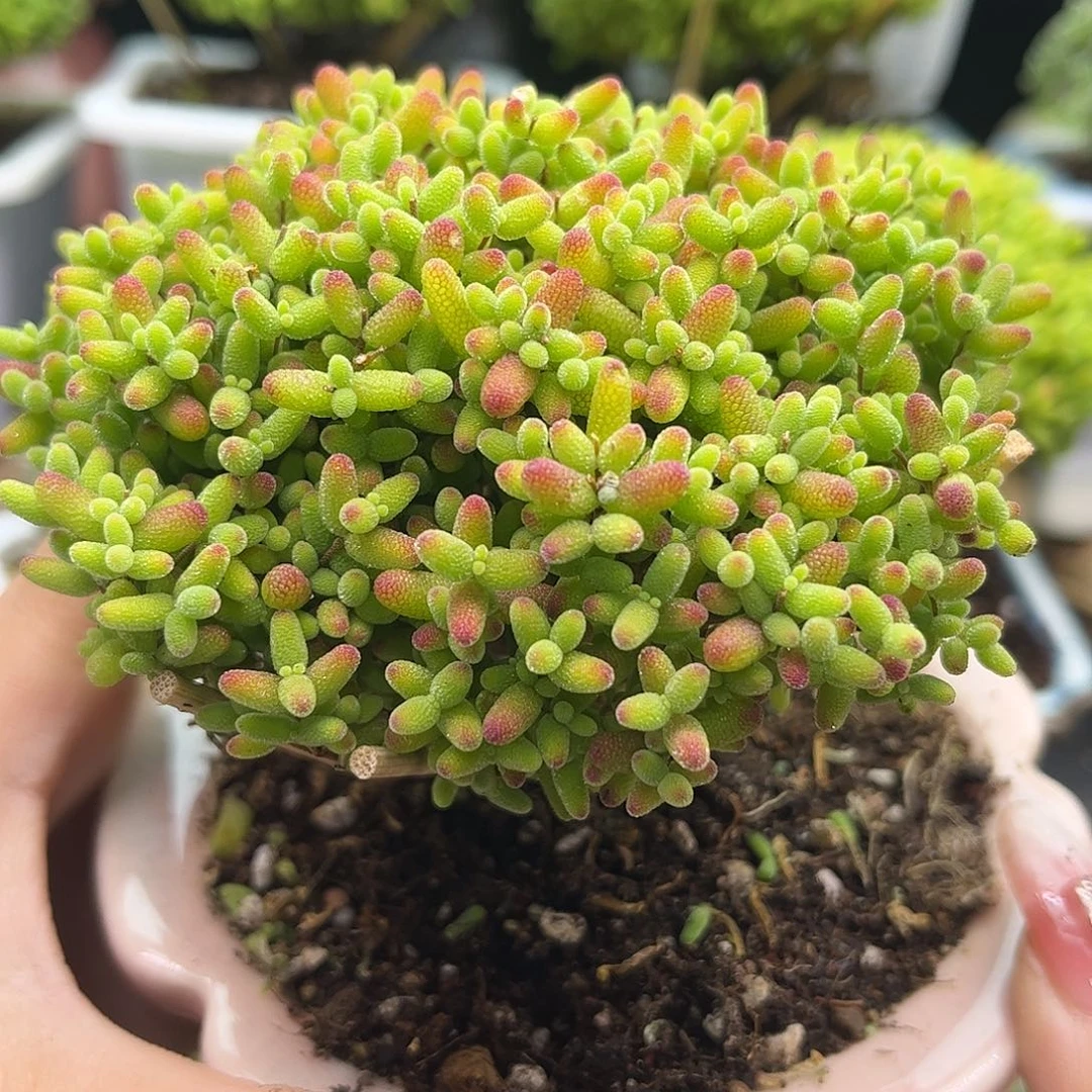 23蜜桔带盆优选枝干番杏