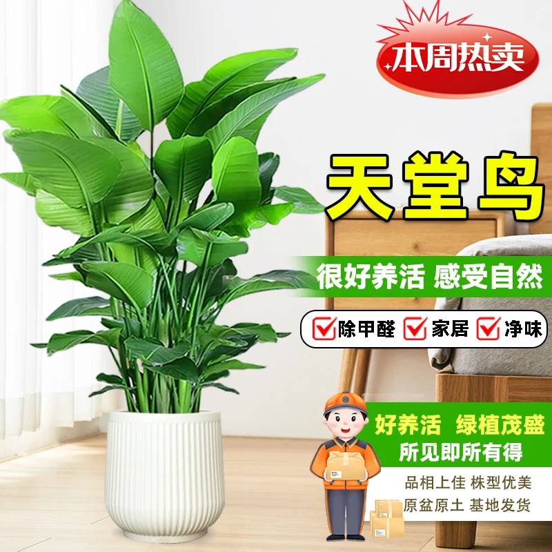 【送货上门】1.2-1.4米天堂鸟盆栽室内绿植物花卉美观净化空气新手