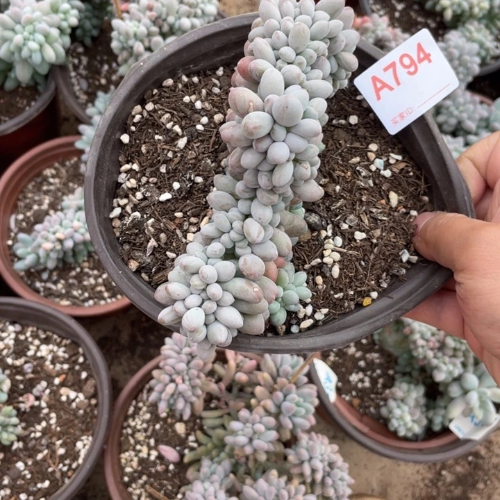 794 满20包邮脱土发货