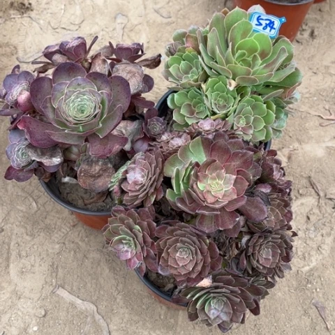 584多肉植物组合，