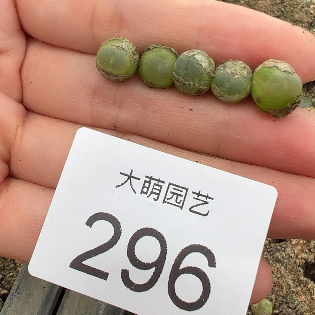 0000296量拍小拉登5颗尺寸0.7上下