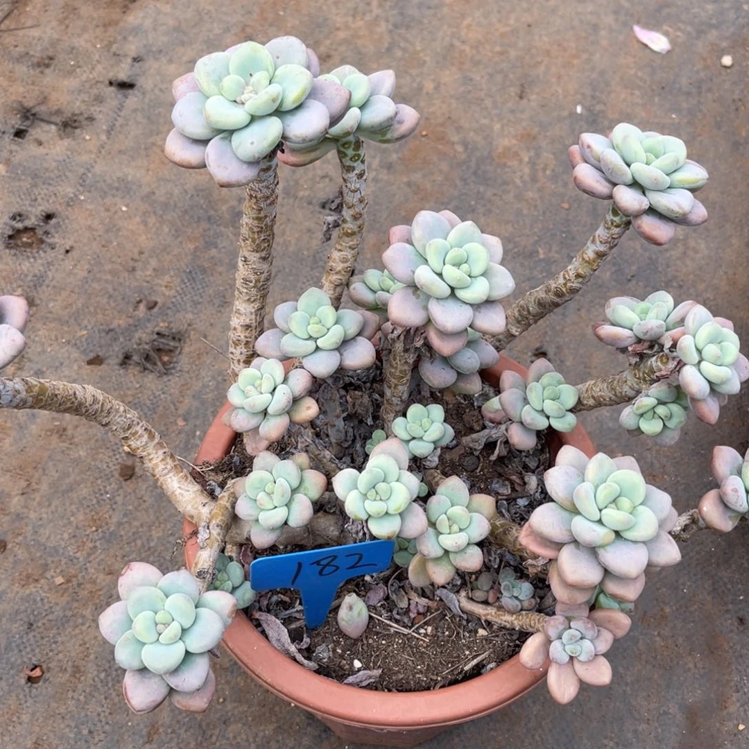 君*182红洛神多肉（寄养