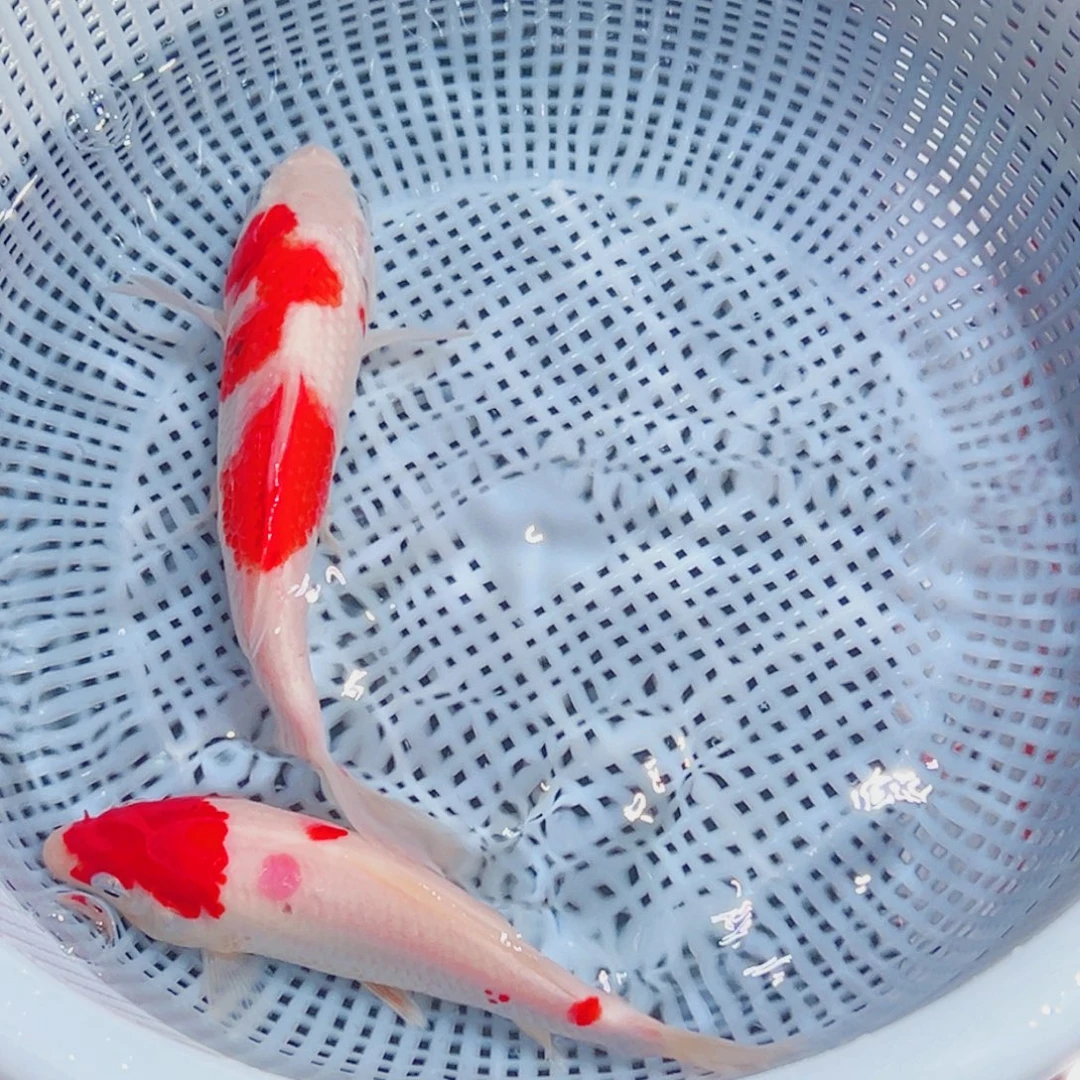 锦鲤锦鲤观赏鱼1111