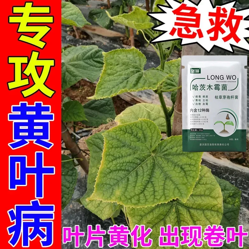 黄瓜黄叶病专用肥料黄点黄化白斑叶子发黄枯萎叶枯打蔫卷叶叶病清